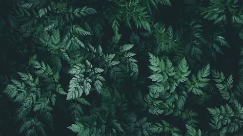 Download Dark Green Aesthetic Nature Inspired Background