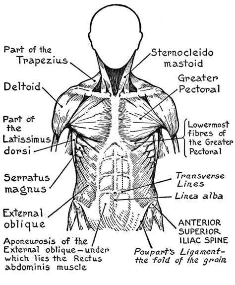 Human Muscles Coloring Key Educative Printable Anatomy Coloring