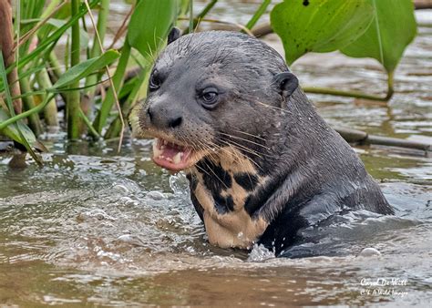 Jun 18, 2016 · the endangered species; Giant Otters of the Three Brother River in Brazi's Pantanal