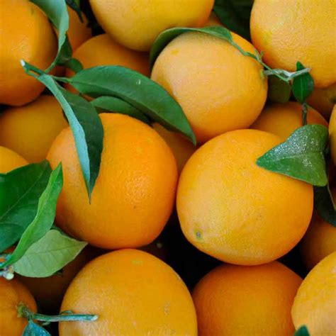 De la ciudad de chiclayo tema: Naranja de Hoja (Ecológica)