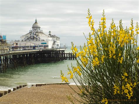 Eastbourne Pier And Yellow Flowers Coastal Wallpaper