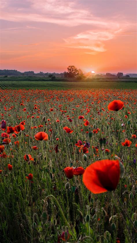Poppies Field Sunset Wallpaper 1080x1920