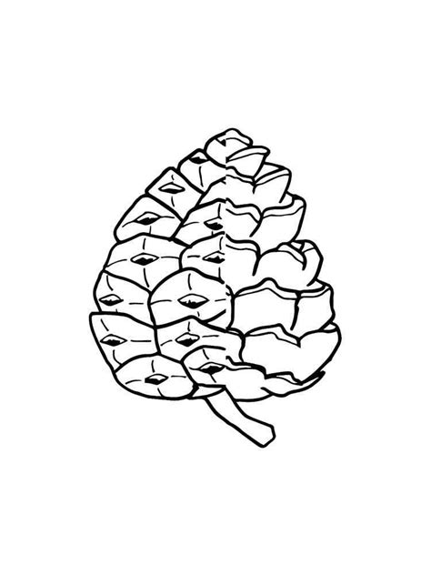 Pine Cone Coloring Pages Best Coloring Pages For Kids