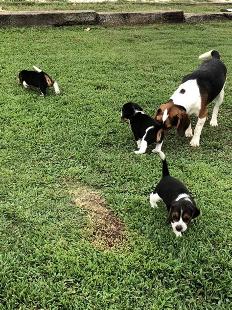 Beabull puppies for sale in ga. Beagle For Sale in South Carolina (32) | Petzlover