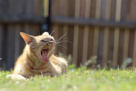 Cat Animals Grass Depth Of Field Yawning Wallpapers Hd Desktop
