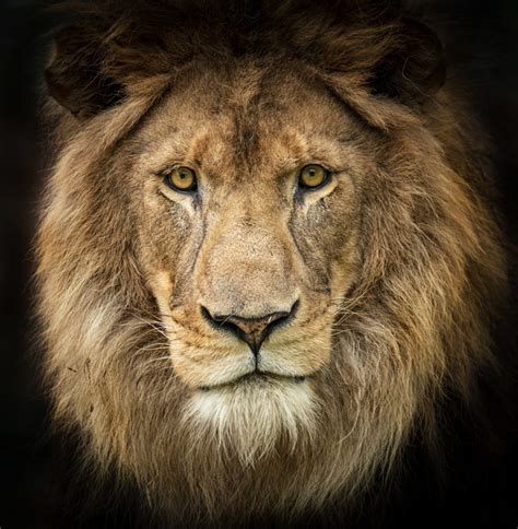 We continue to increase the types of animals we can care for and rehome at sanctuary one. Big Cat Sanctuary Membership (gift) £10 per month - The ...