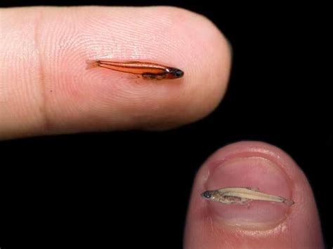 14 Smallest Animals In The World