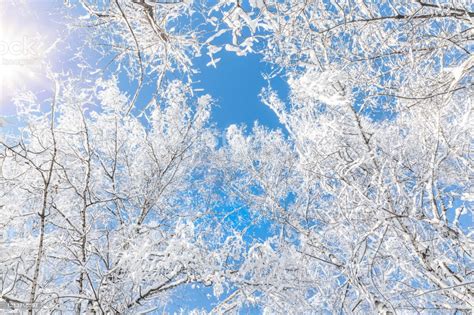 Birch Trees On A Frosty Bright Day Winter Sunny Landscape Stock Photo