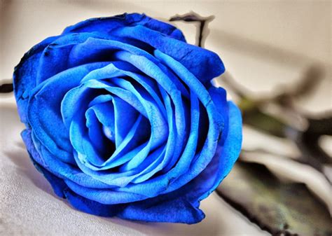 3 Interesting Facts About Beautiful Blue Roses