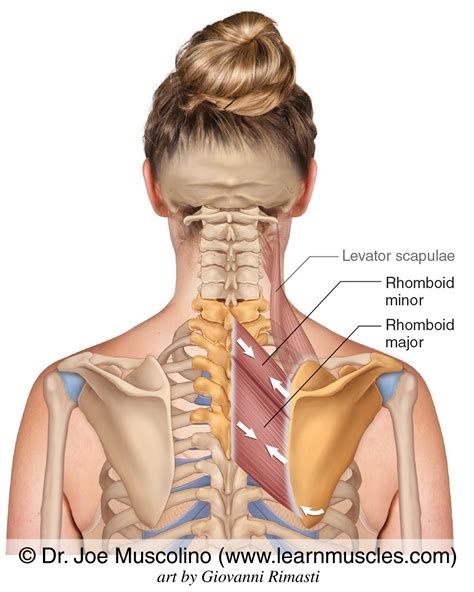 Rhomboids Learn Muscles