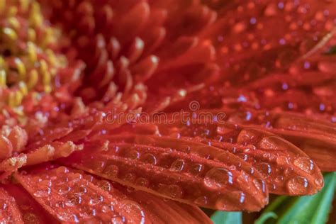 Red Gerbera Flower With Water Drops Stock Photo Image Of Colorful