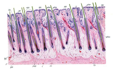 Scalp Histology Photograph By Microscapescience Photo Library Pixels
