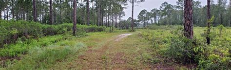 Snell Creek Trail Florida 46 Reviews Map Alltrails
