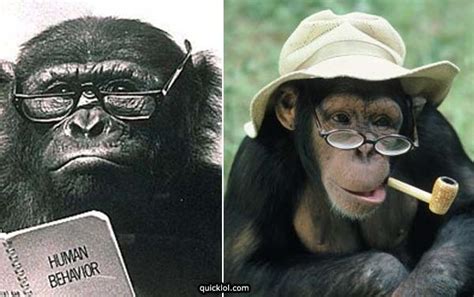 While at monkey hill in phuket, thailand, a monkey stole megan's sunglasses and ran away. Funny Pictures Of Animals Wearing Glasses