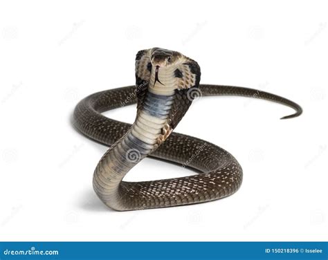 King Cobra Ophiophagus Hannah The Worlds Largest Venomous Snake