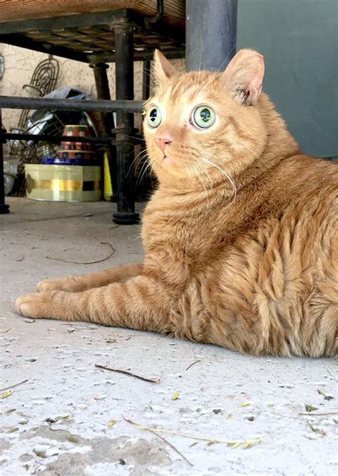Cat With Googly Eyes That Has A Permanently Startled Look Is Instagram