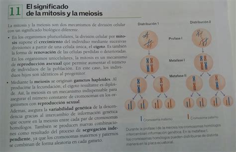BiologÍa Y GeologÍa En El Colegio AlemÁn De Sevilla Mitosis Vs Meiosis