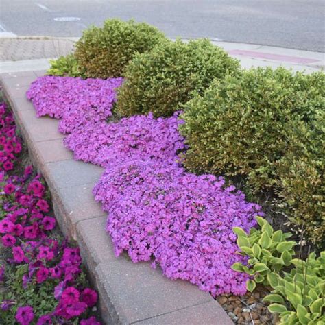 Creeping Phlox Comes In Many Colors In 2021 Creeping Phlox Ground