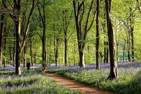 Los Bosques Más Bonitos Del Mundo