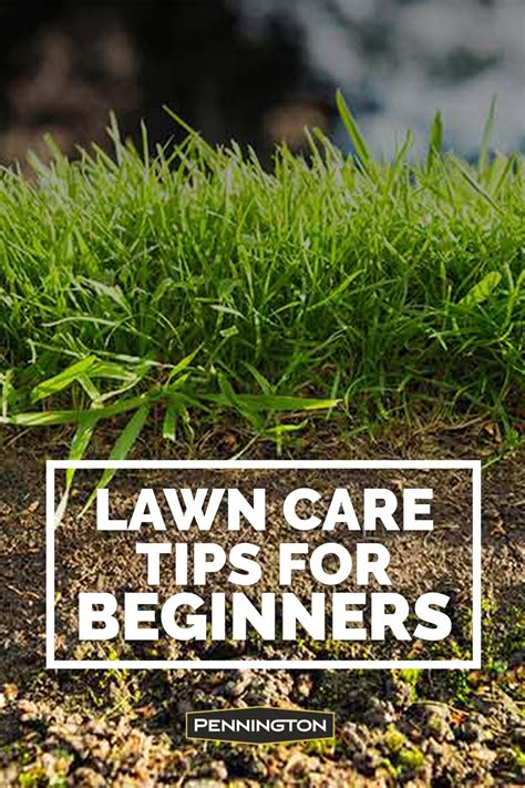 Lawn Care Tips For Beginners Lawn Care Tips Lawn Care Lawn