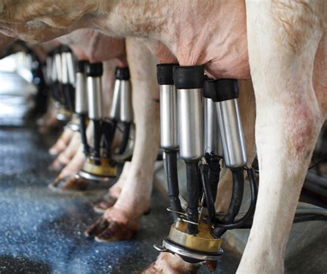14 useful mastitis prevention tips for dairy farmers