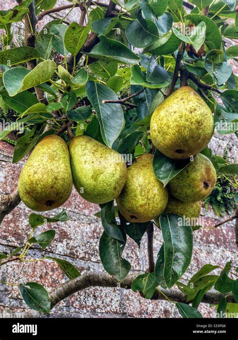 Williams Pear Tree Hi Res Stock Photography And Images Alamy