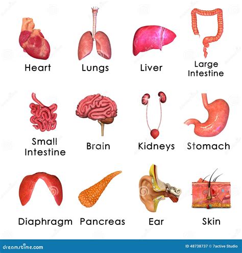 Organ System Of Human Body And Their Functions Human Body Organ