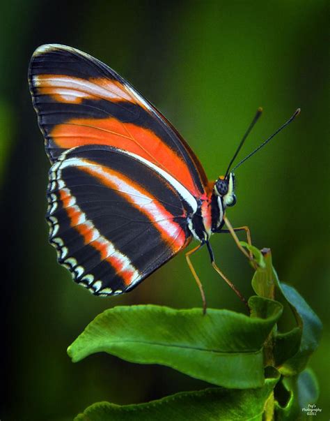 1000 Images About Unique Butterflies On Pinterest Butterflies