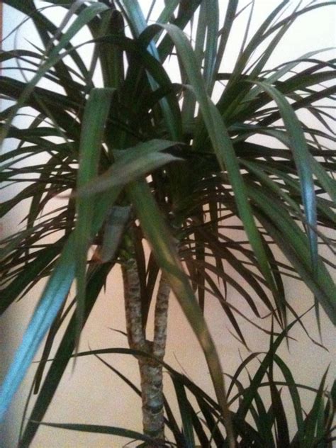 But don't overreact by overwatering, which is the most common plant killer. Dracaena Plant Care: growing, planting, cutting. Diseases ...