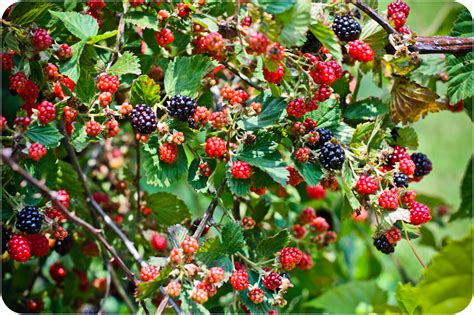 If you want a functional and beautiful centerpiece to your patio, a fruit tree is an amazing option. You know how we're an art family...: blackberry heaven