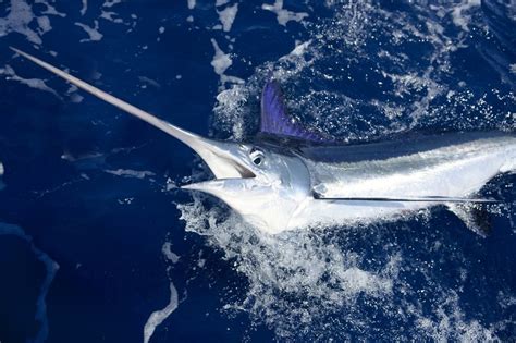 Swordfish Wild Animals News And Facts