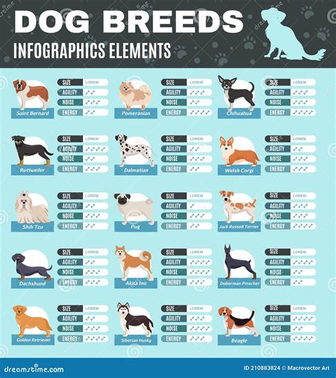 Breed Dogs Infographics Vector Illustration 210883824