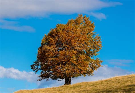 Beautiful Tree With Yellowing Leaves In Autumn On The Slope Of The