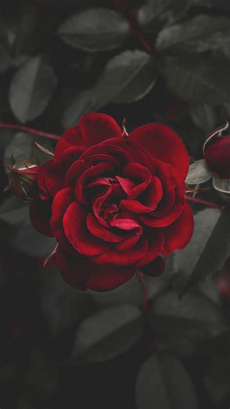 A Dozen Red Roses Iphone Wallpapers For Valentines Day Preppy Wallpapers