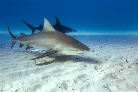 Bull Sharks Form Friendships Per New Study One Green Planet