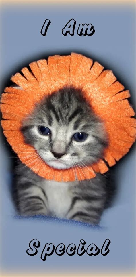 I Am Special Kitten Wallpaper By 1artfulangel Download On Zedge E297