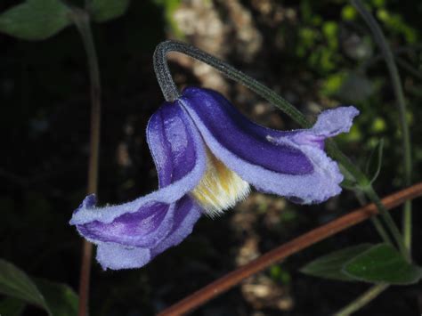 It is a fairly short variety, growing only to 3 feet high. Clematis integrifolia L. | Plants of the World Online ...