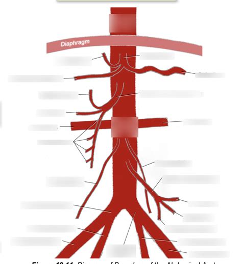 Branches Of The Abdominal Aorta Diagram Quizlet