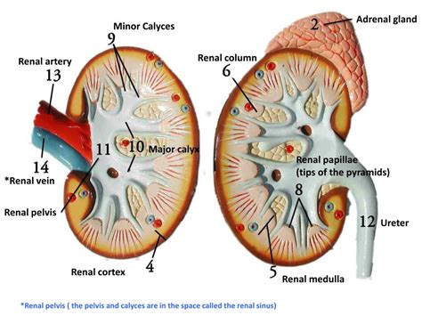Ppt Renal Capsule Powerpoint Presentation Free Download Id2998332