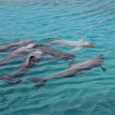 How Do Dolphins Sleep A Fascinating Look Into Their Unihemispheric