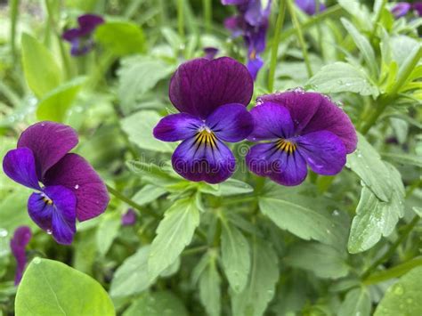 Selective Focus Shot Of Beautiful Purple Pansy Flowers Covered With