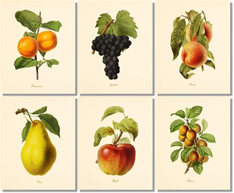 Vintage Fruit Art Prints Kitchen Botanical Prints Set