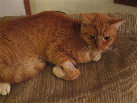 Nevertheless, a number of studies have investigated the matter and have come up with noteworthy estimates. Acute Renal Failure in 1 year old cat?