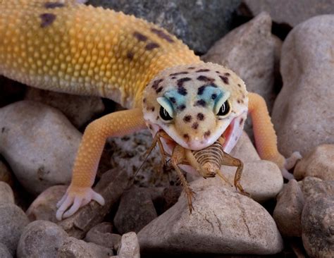 Jul 07, 2020 · how often should you feed leopard geckos? Leopard Gecko: 6 Physical Features & 4 Leopard Gecko Types ...