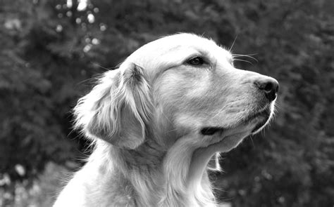 Dog Black And White Portrait Photograph By Sumit Mehndiratta