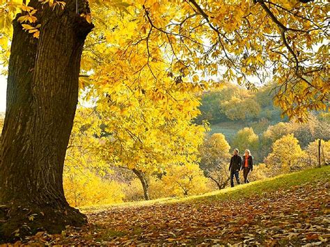 Cosa fare in autunno in Trentino: Foliage: hotel per ammirare il foliage
