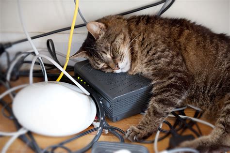 Whatever the reason behind it, it's dangerous for cats to chew on electrical cords, not to mention that this activity can destroy your electrical appliances or at least force you to replace the cords. Reasons Why Your Cat Chews Electrical Cords and How to Stop It