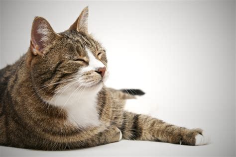 Is your cat limping but doesn't appear to be in pain? My Cat Hurt His Leg, and Now He Won't Eat — What Do I Do ...