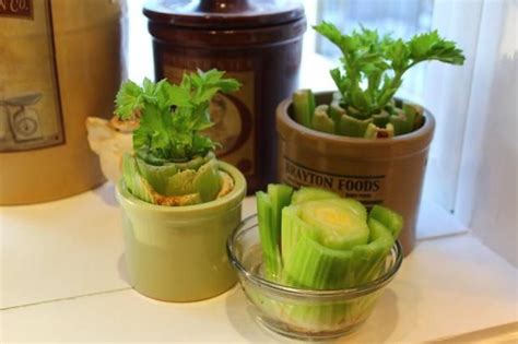 Frozen celery can last more than a year to a year and a half in the freezer without going bad. Regrow Celery ! | Growing celery, Vegetable planting guide ...