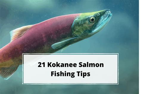 21 Kokanee Salmon Fishing Tips Outdoor Troop